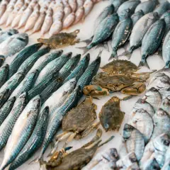 Mercato del pesce con sgombri, orate e granchi. Un'ottima scelta di pesce per bambini, fresco e invitante.