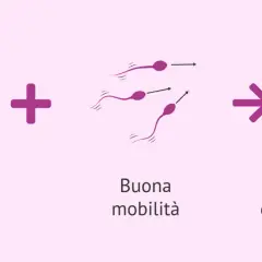 Lieve oligospermia e buona mobilità degli spermatozoi portano a possibilità di gravidanza naturale. Il liquido seminale muore a contatto con la pelle.