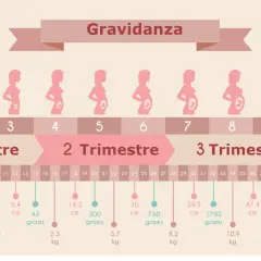 Illustrazione della gravidanza settimana per settimana, con silhouette di donne incinte e dati su peso e lunghezza del feto, utile se si conosce la data del concepimento.