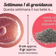 Settimana 1 di gravidanza: il tuo bebè è come un seme di papavero, un piccolo inizio. Quando avviene il concepimento si sente qualcosa di magico.