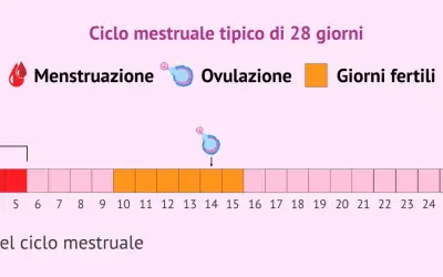 Schema del ciclo mestruale di 28 giorni: mostra mestruazione, ovulazione e giorni fertili, utile per il calcolo ovulazione e nidazione.