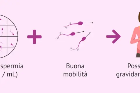 Lieve oligospermia e buona mobilità degli spermatozoi portano a possibilità di gravidanza naturale. Il liquido seminale muore a contatto con la pelle.