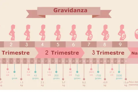 Illustrazione della gravidanza settimana per settimana, con silhouette di donne incinte e dati su peso e lunghezza del feto, utile se si conosce la data del concepimento.