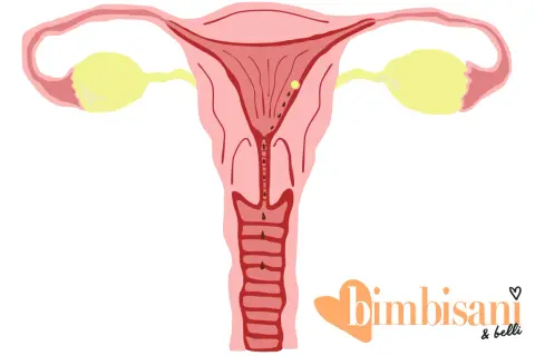Illustrazione anatomica dell'utero con dettagli che suggeriscono immagini falso ciclo.