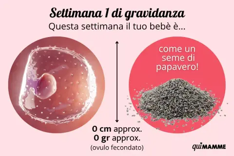 Settimana 1 di gravidanza: il tuo bebè è come un seme di papavero, un piccolo inizio. Quando avviene il concepimento si sente qualcosa di magico.