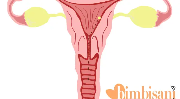 Utero con ovulo e tracce di sangue, possibile inizio di gravidanza o ovulazione.