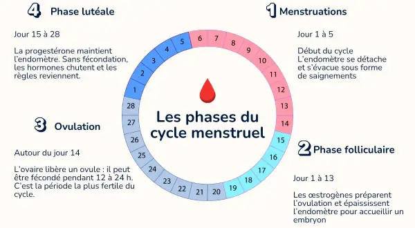 Il ciclo mestruale: mestruazioni, fase follicolare, ovulazione e fase luteale. Se arriva il ciclo prima di finire la pillola, è un segnale da valutare.
