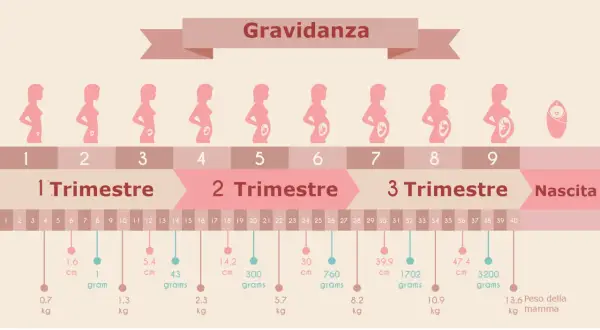 Illustrazione della gravidanza settimana per settimana, con silhouette di donne incinte e dati su peso e lunghezza del feto, utile se si conosce la data del concepimento.