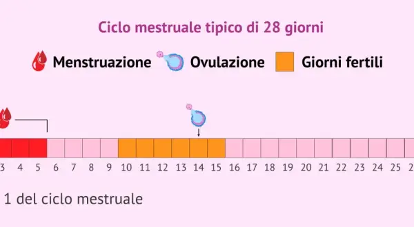 Schema del ciclo mestruale di 28 giorni: mostra mestruazione, ovulazione e giorni fertili, utile per il calcolo ovulazione e nidazione.