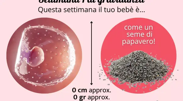 Settimana 1 di gravidanza: il tuo bebè è come un seme di papavero, un piccolo inizio. Quando avviene il concepimento si sente qualcosa di magico.
