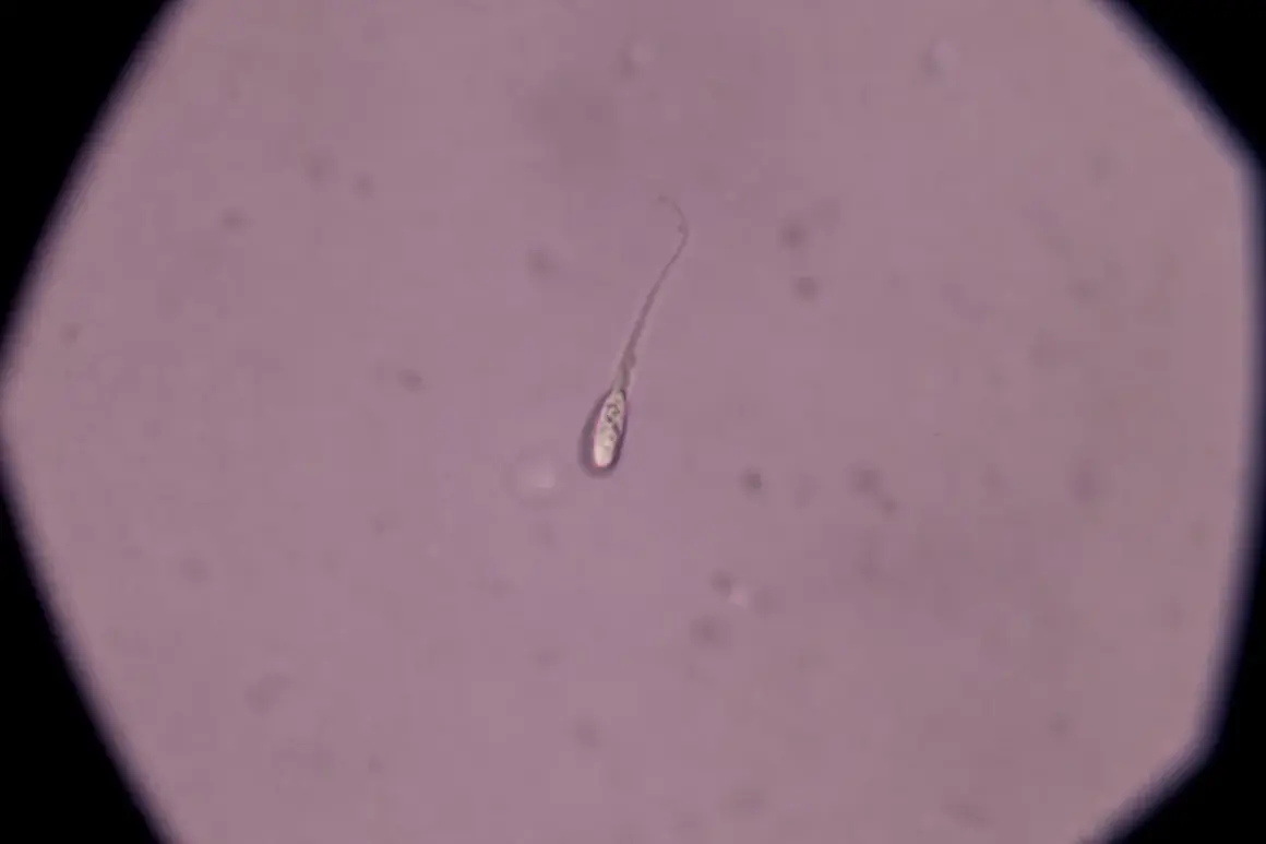 Un singolo spermatozoo al microscopio. La quantità di liquido seminale necessaria per rimanere incinta varia, ma la presenza di spermatozoi vitali è fondamentale.