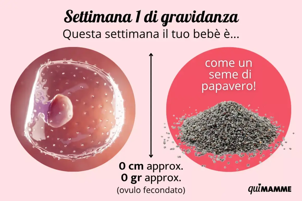 Settimana 1 di gravidanza: il tuo bebè è come un seme di papavero, un piccolo inizio. Quando avviene il concepimento si sente qualcosa di magico.
