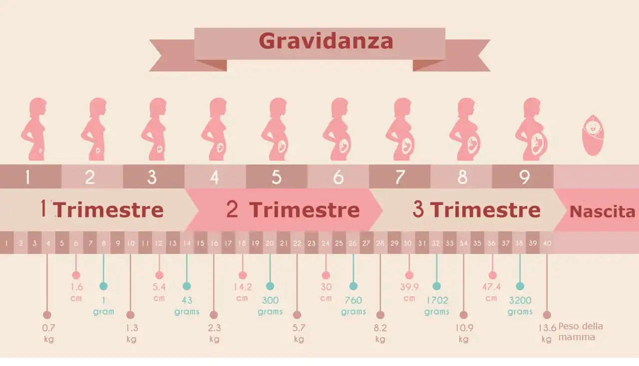 Calcolo gravidanza dal concepimento - Evita errori comuni