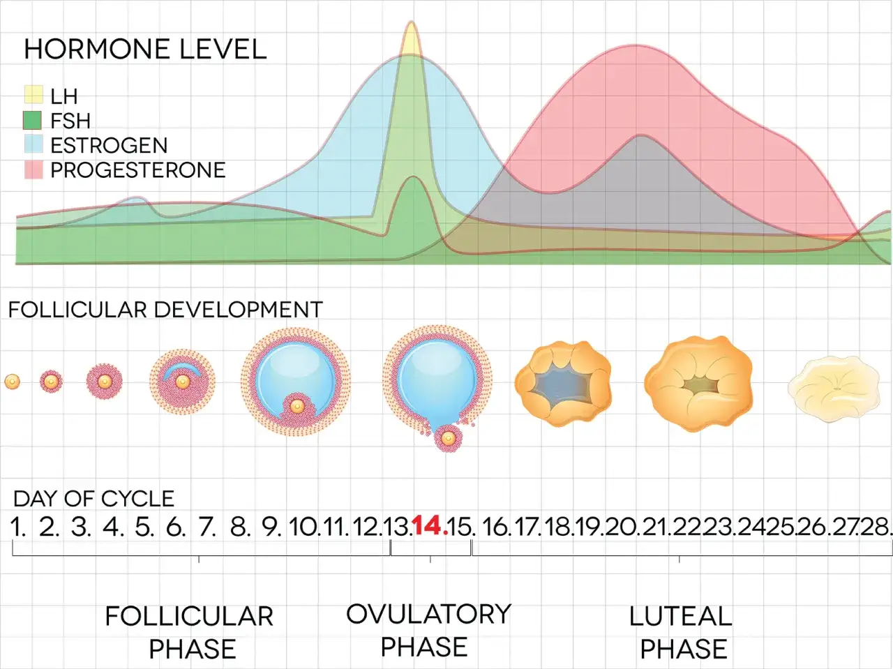 Grafico del ciclo mestruale: livelli ormonali (LH, FSH, Estrogeni, Progesterone) e sviluppo follicolare. Un ciclo dura circa 28 giorni, con picchi ormonali che guidano l'ovulazione.
