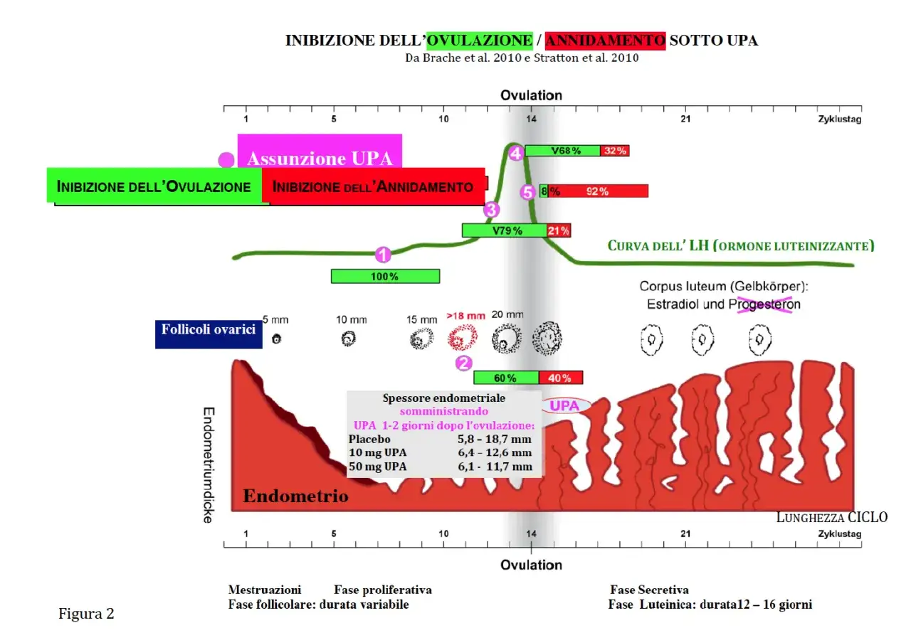 Grafico mostra come UPA inibisce ovulazione e annidamento, suggerendo un modo per ritardare il ciclo.