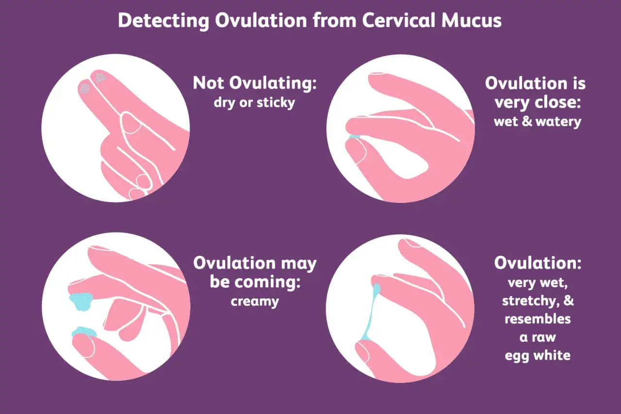 Quattro immagini mostrano le perdite ad albume d'uovo e altre consistenze del muco cervicale per indicare l'ovulazione.