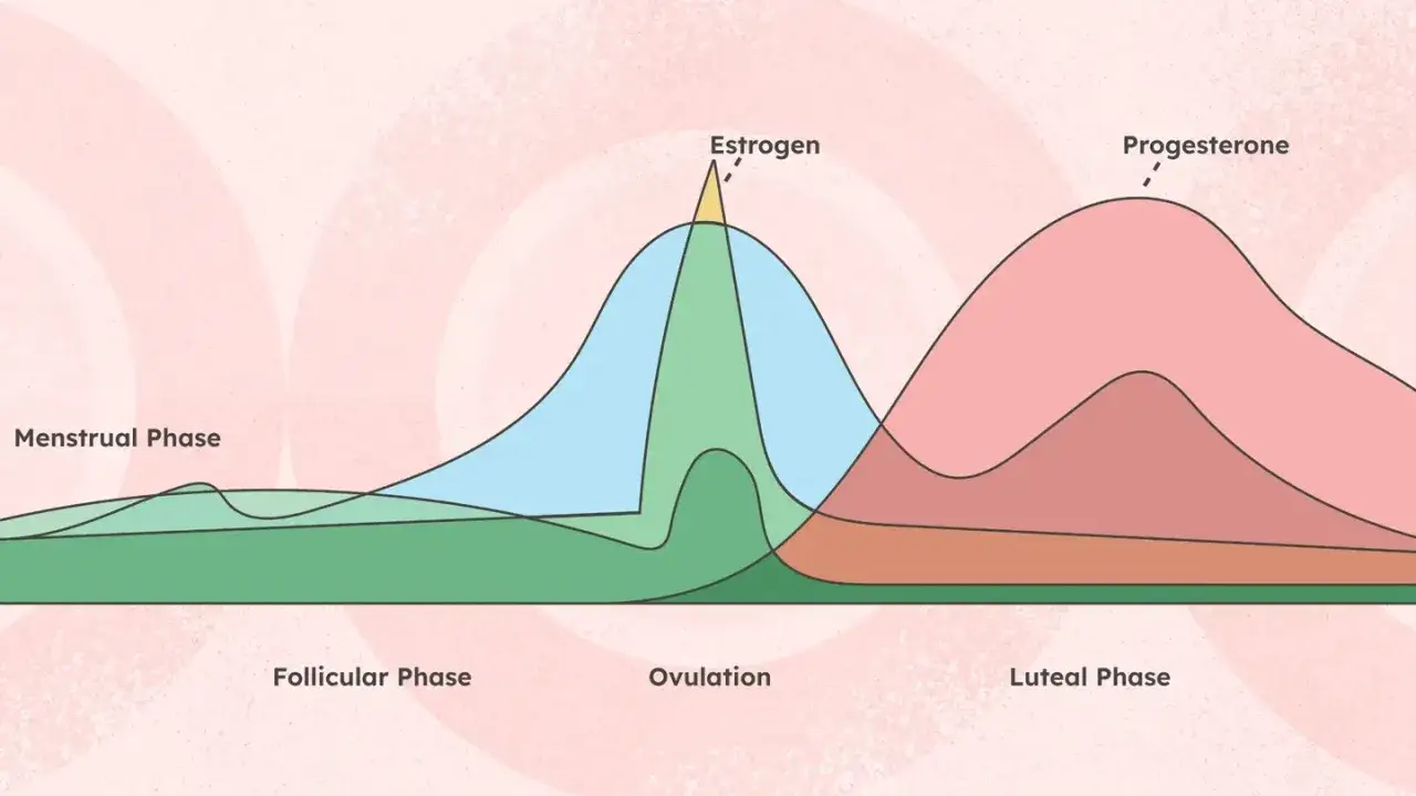 Grafico del ciclo mestruale con picchi di estrogeni e progesterone. Alcune donne avvertono una leggera pancia gonfia ovulazione.