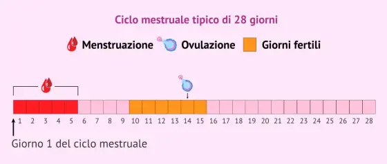 Ovulazione e Nidazione - Calcola i Giorni Fertili e Segnali