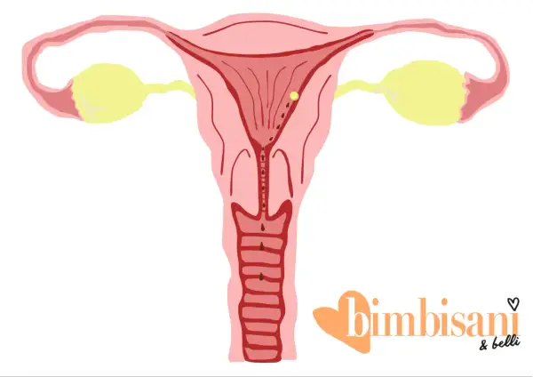 Utero con ovulo e tracce di sangue, possibile inizio di gravidanza o ovulazione.